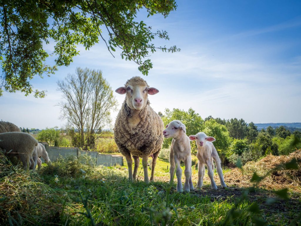 ferme pédagogique